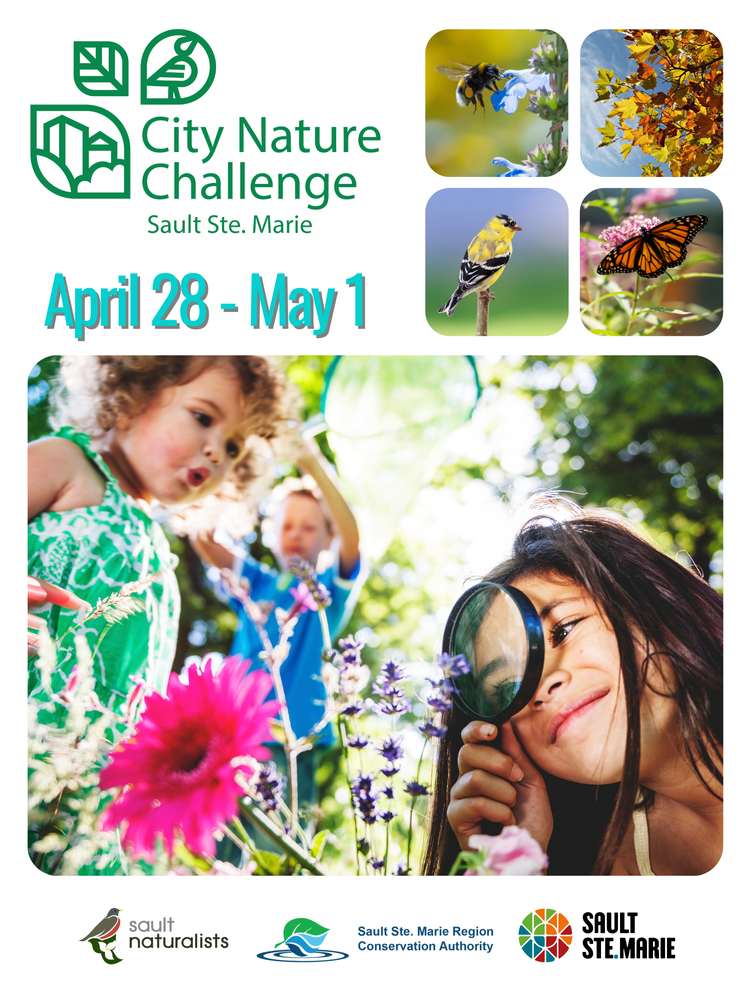 City Nature Challenge Sault Ste. Marie Region Conservation Authority